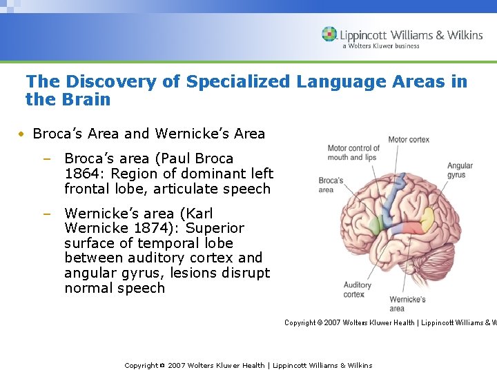 The Discovery of Specialized Language Areas in the Brain • Broca’s Area and Wernicke’s