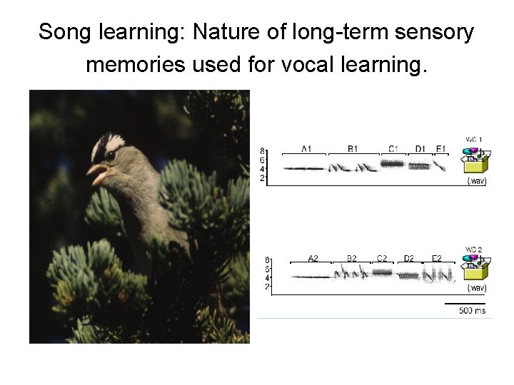 Song learning: Nature of long-term sensory memories used for vocal learning. 