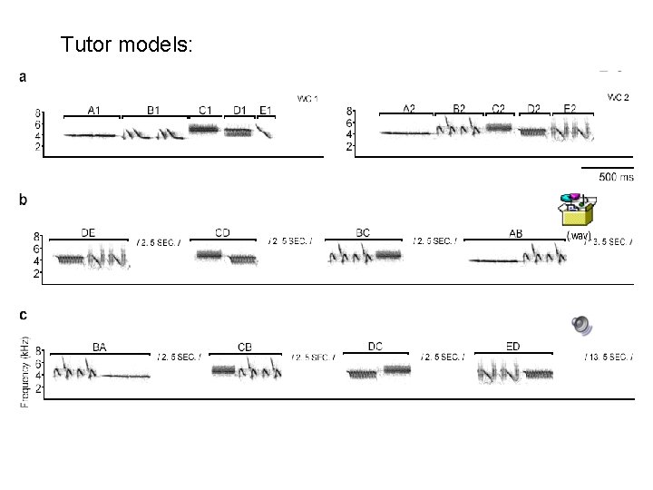 Tutor models: 