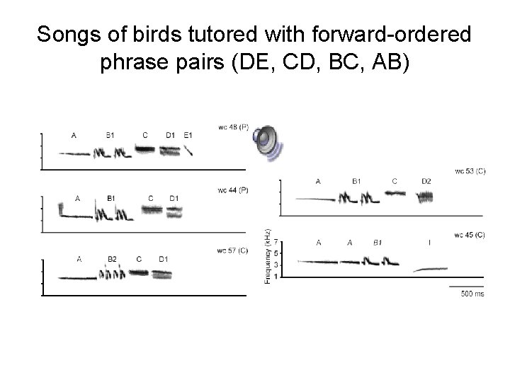 Songs of birds tutored with forward-ordered phrase pairs (DE, CD, BC, AB) 