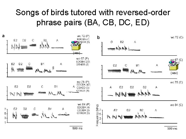 Songs of birds tutored with reversed-order phrase pairs (BA, CB, DC, ED) 