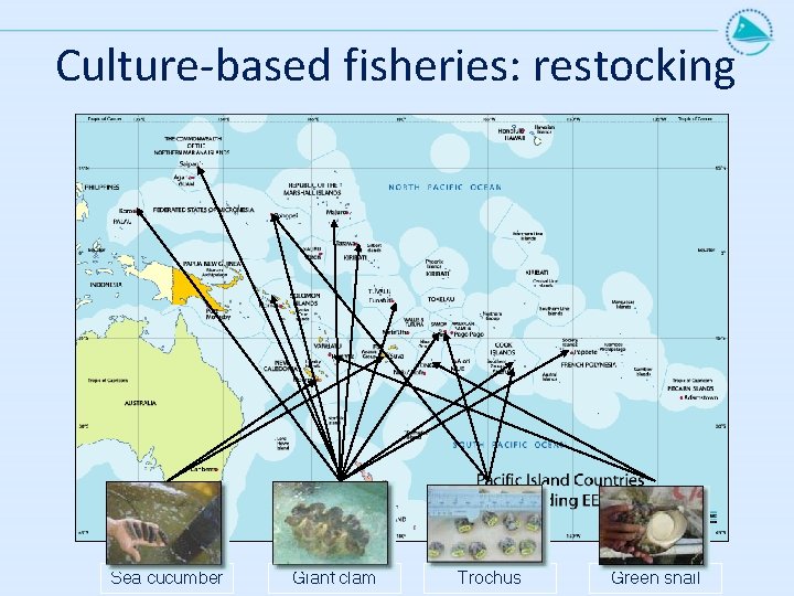 Culture-based fisheries: restocking Sea cucumber Giant clam Trochus Green snail Culture-based fisheries: restocking Sea cucumber Giant clam Trochus Green snail
