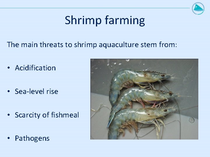 Shrimp farming The main threats to shrimp aquaculture stem from: • Acidification • Sea-level Shrimp farming The main threats to shrimp aquaculture stem from: • Acidification • Sea-level