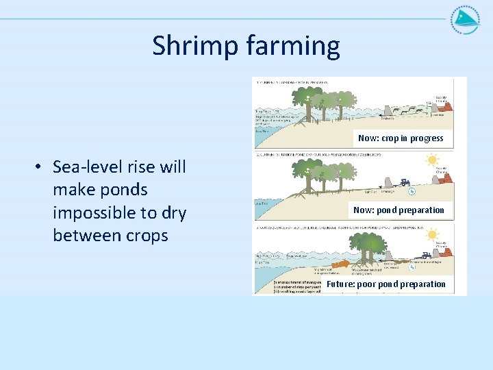 Shrimp farming Now: crop in progress • Sea-level rise will make ponds impossible to Shrimp farming Now: crop in progress • Sea-level rise will make ponds impossible to