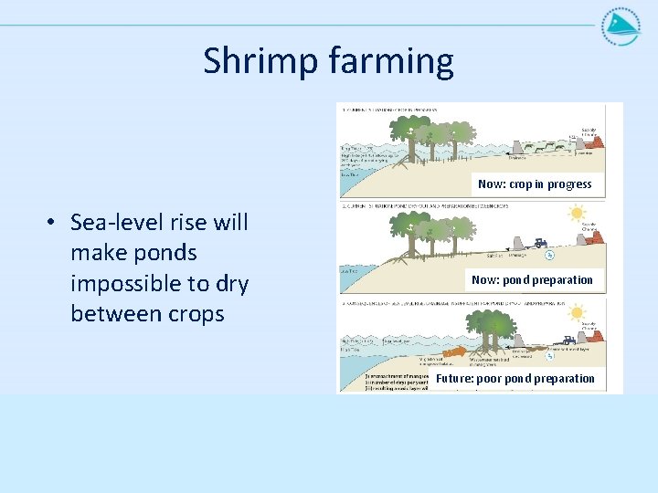 Shrimp farming Now: crop in progress • Sea-level rise will make ponds impossible to