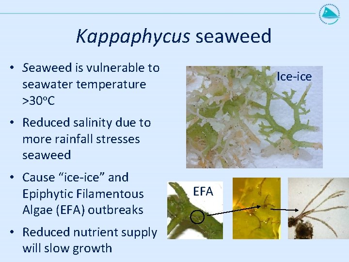 Kappaphycus seaweed • Seaweed is vulnerable to seawater temperature >30 o. C Ice-ice •