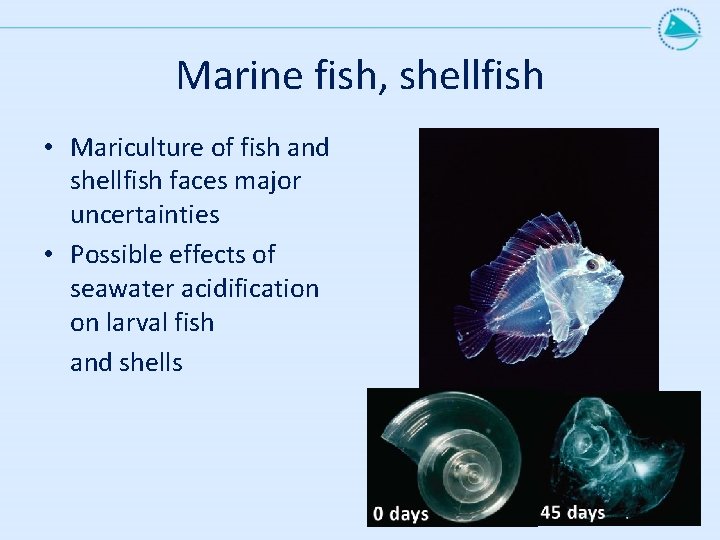 Marine fish, shellfish • Mariculture of fish and shellfish faces major uncertainties • Possible