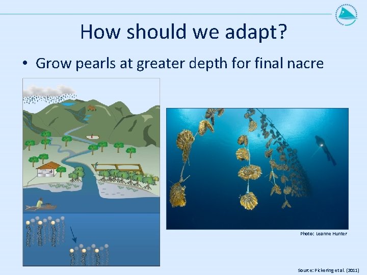 How should we adapt? • Grow pearls at greater depth for final nacre Photo: