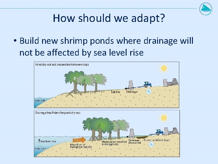 How should we adapt? • Build new shrimp ponds where drainage will not be