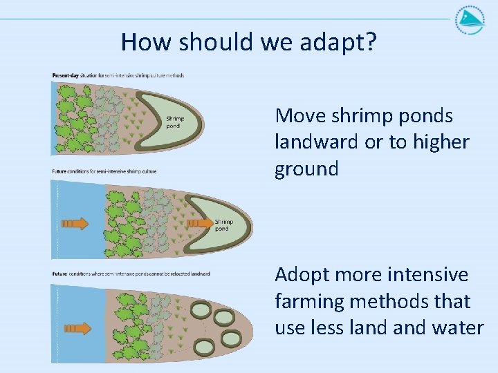 How should we adapt? Move shrimp ponds landward or to higher ground Adopt more