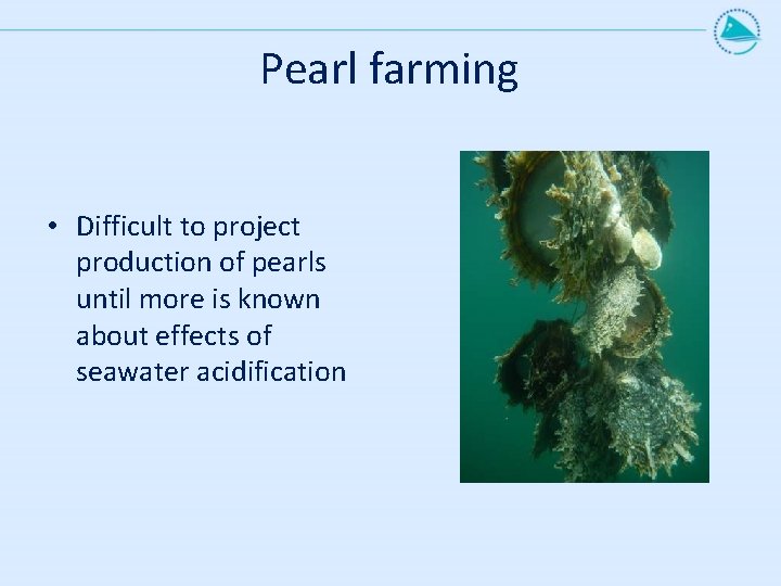 Pearl farming • Difficult to project production of pearls until more is known about