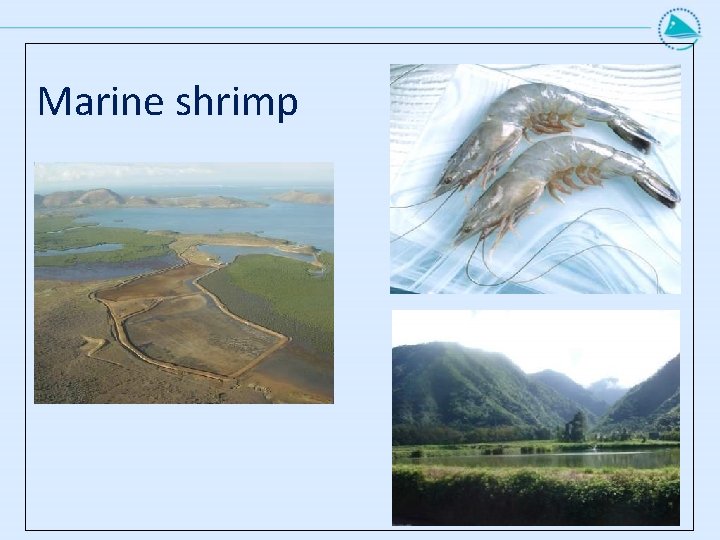 Marine shrimp Marine shrimp