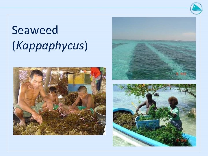 Seaweed (Kappaphycus) Seaweed (Kappaphycus)