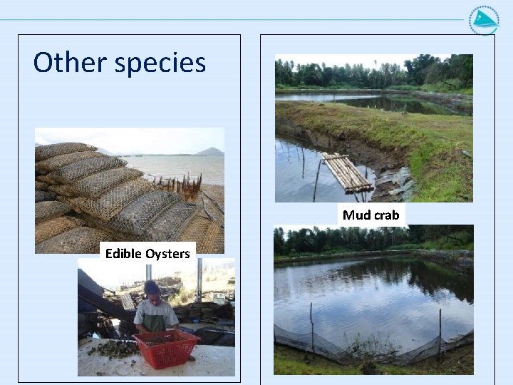 Other species Mud crab Edible Oysters Other species Mud crab Edible Oysters