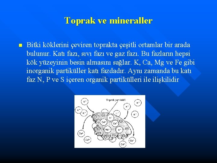 Toprak ve mineraller n Bitki köklerini çeviren toprakta çeşitli ortamlar bir arada bulunur. Katı