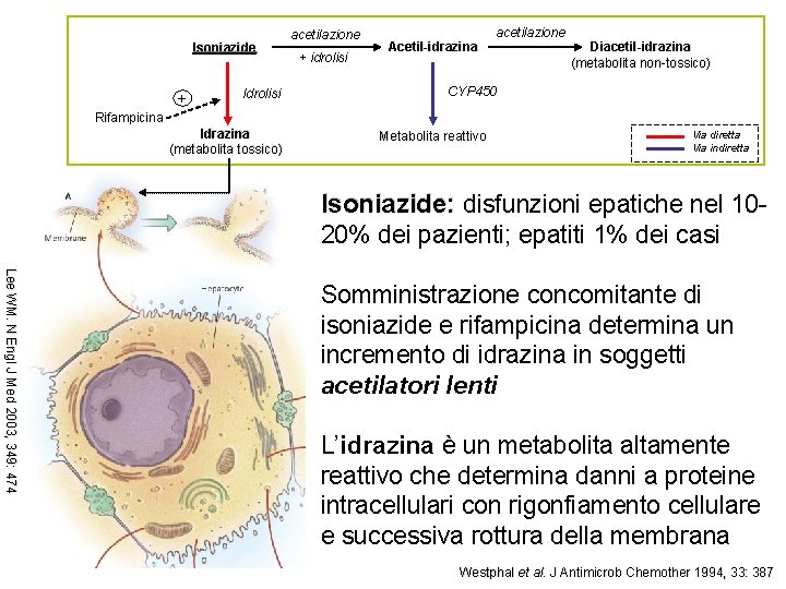 Isoniazide + Idrolisi acetilazione + idrolisi Acetil-idrazina acetilazione Diacetil-idrazina (metabolita non-tossico) CYP 450 Rifampicina