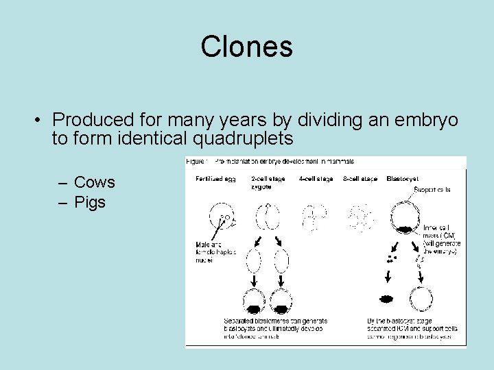 Clones • Produced for many years by dividing an embryo to form identical quadruplets
