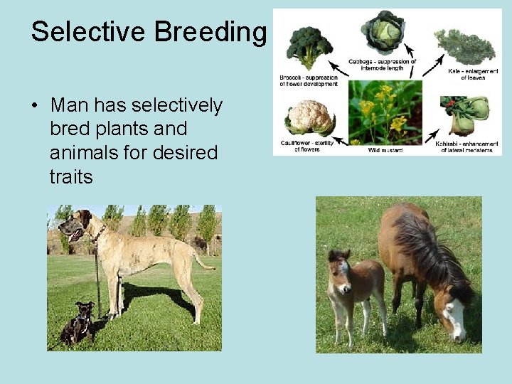 Selective Breeding • Man has selectively bred plants and animals for desired traits 