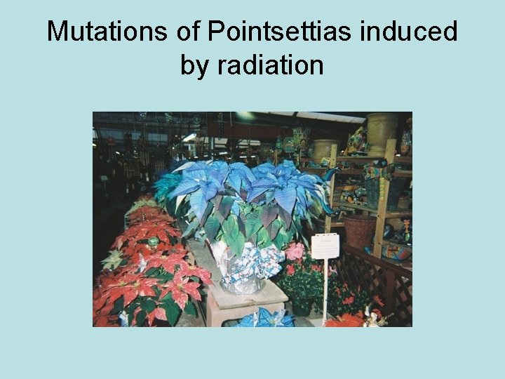 Mutations of Pointsettias induced by radiation 