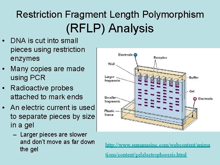 Restriction Fragment Length Polymorphism (RFLP) Analysis • DNA is cut into small pieces using