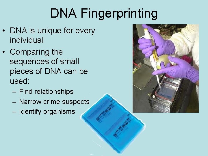 DNA Fingerprinting • DNA is unique for every individual • Comparing the sequences of