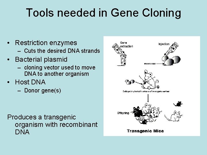 Tools needed in Gene Cloning • Restriction enzymes – Cuts the desired DNA strands