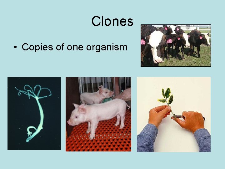 Clones • Copies of one organism 