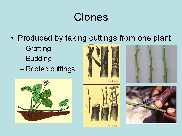 Clones • Produced by taking cuttings from one plant – Grafting – Budding –