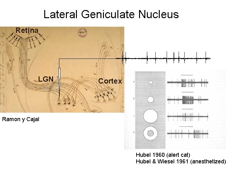 Lateral Geniculate Nucleus Retina LGN Cortex Ramon y Cajal Hubel 1960 (alert cat) Hubel