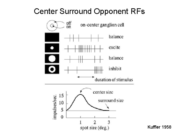 Center Surround Opponent RFs Kuffler 1958 