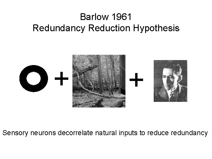 Barlow 1961 Redundancy Reduction Hypothesis + + Sensory neurons decorrelate natural inputs to reduce
