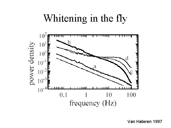 Whitening in the fly Van Hateren 1997 