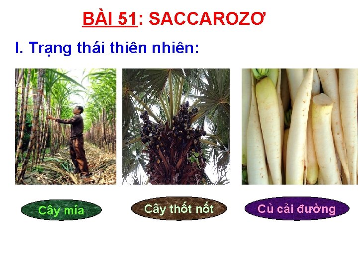 BÀI 51: SACCAROZƠ I. Trạng thái thiên nhiên: Cây mía Cây thốt nốt Củ BÀI 51: SACCAROZƠ I. Trạng thái thiên nhiên: Cây mía Cây thốt nốt Củ