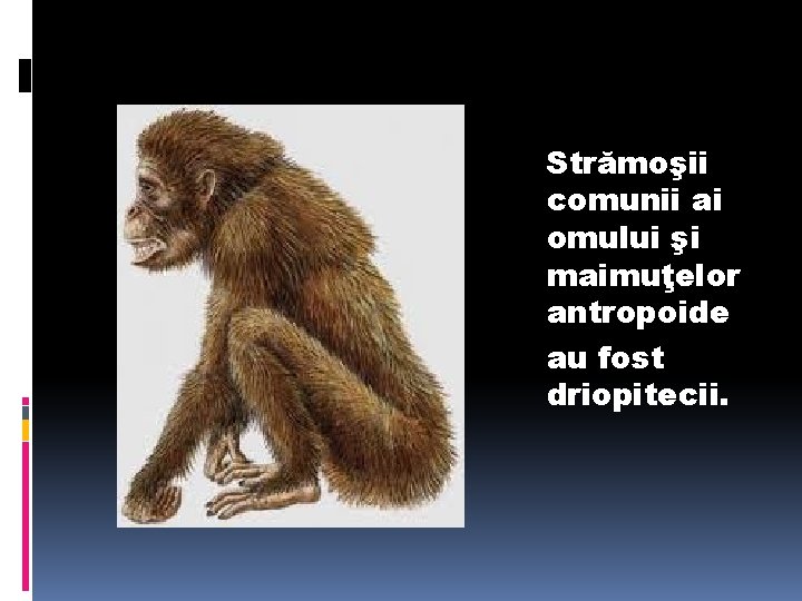Strămoşii comunii ai omului şi maimuţelor antropoide au fost driopitecii. 