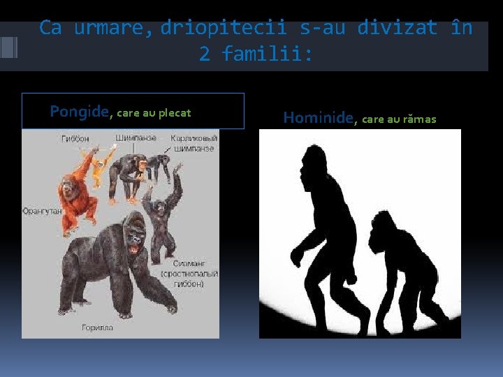 Ca urmare, driopitecii s-au divizat în 2 familii: Pongide, care au plecat Hominide, care