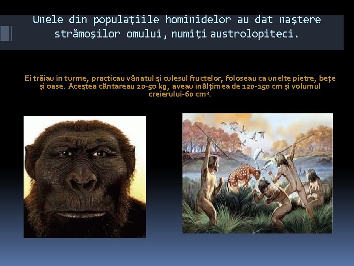 Unele din populaţiile hominidelor au dat naştere strămoşilor omului, numiţi austrolopiteci. Ei trăiau în