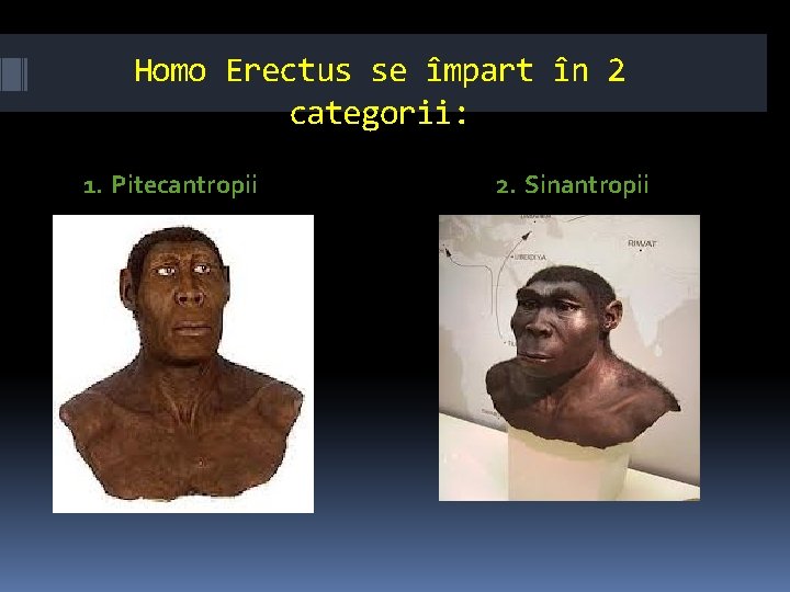 Homo Erectus se împart în 2 categorii: 1. Pitecantropii 2. Sinantropii 