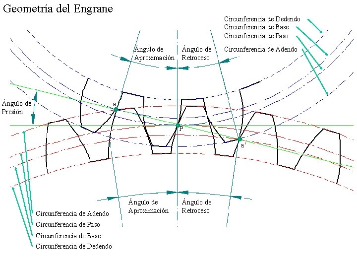 Geometría del Engrane Circunferencia de Dedendo Circunferencia de Base Circunferencia de Paso Ángulo de