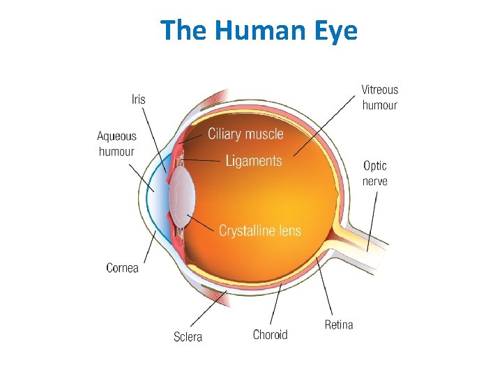 The Human Eye The Human Eye