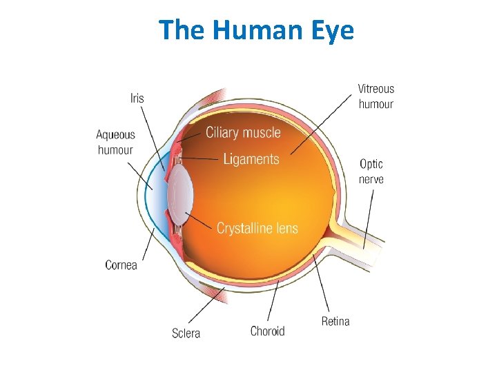 The Human Eye 