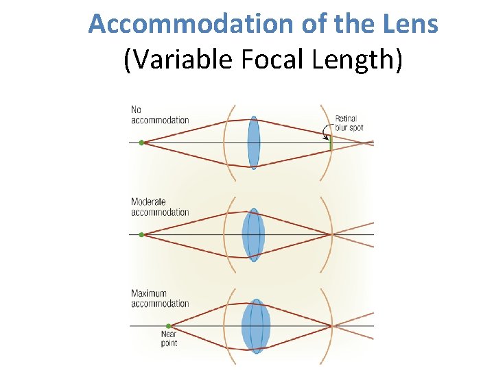 Accommodation of the Lens (Variable Focal Length) 