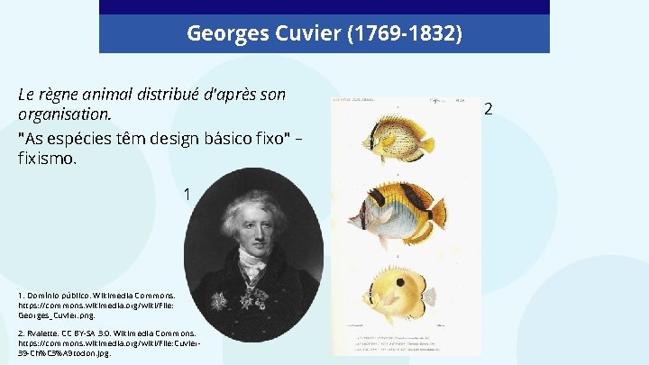 Georges Cuvier (1769 -1832) Le règne animal distribué d'après son organisation. "As espécies têm