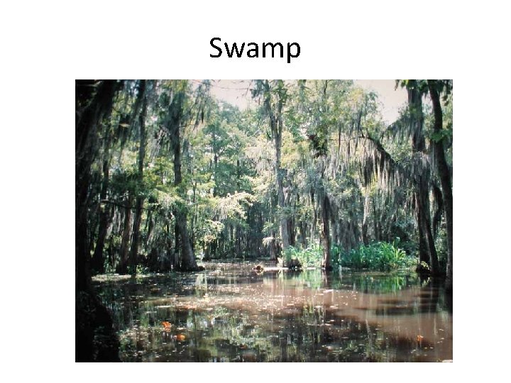 Swamp 