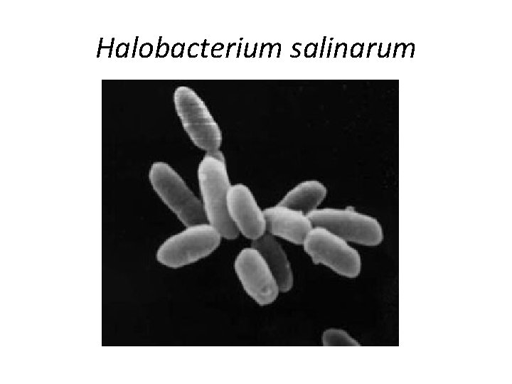 Halobacterium salinarum 