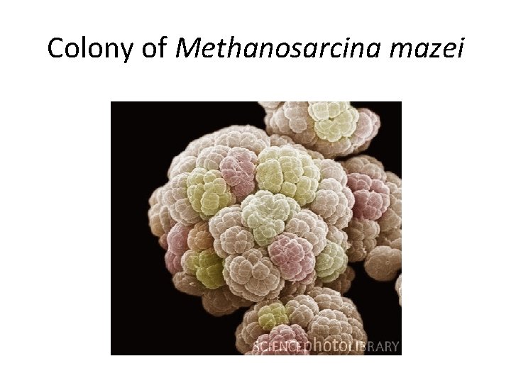 Colony of Methanosarcina mazei 