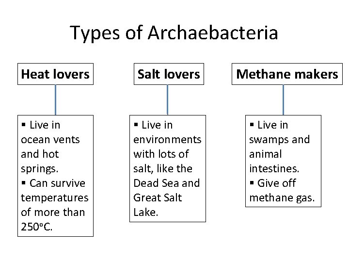 Types of Archaebacteria Heat lovers Salt lovers § Live in ocean vents and hot