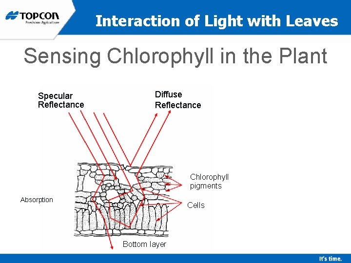 Interaction of Light with Leaves Sensing Chlorophyll in the Plant Specular Reflectance Diffuse Reflectance