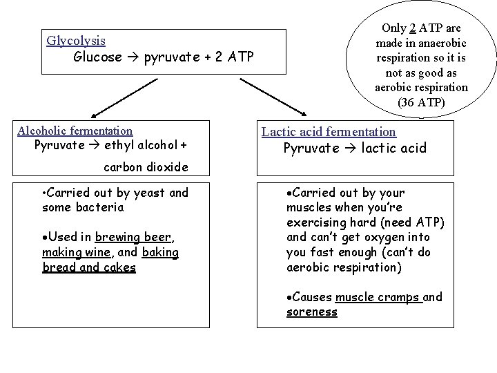 Glycolysis Glucose pyruvate + 2 ATP Alcoholic fermentation Pyruvate ethyl alcohol + Only 2