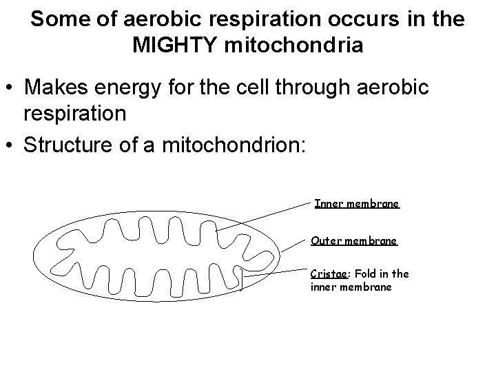 Some of aerobic respiration occurs in the MIGHTY mitochondria • Makes energy for the