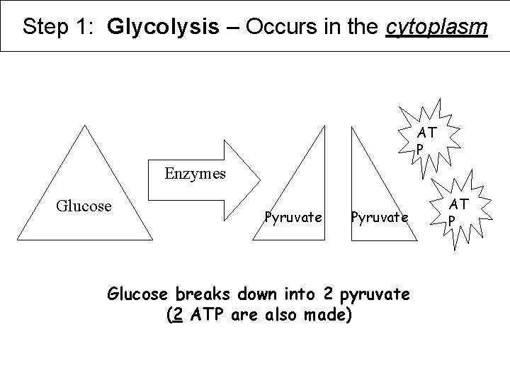Step 1: Glycolysis – Occurs in the cytoplasm AT P Enzymes Glucose Pyruvate Glucose